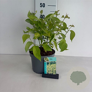 Cornus alba 'Aurea' 50-60 cm 35L