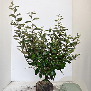 Elaeagnus ebbingei 80-100 cm met kluit
