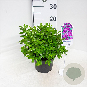 Rhododendron 'Blaue Donau' 20-25 cm 2,0L