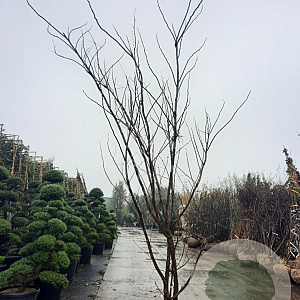 Albizia julibrissin 350-400 cm draadkluit meerstammig