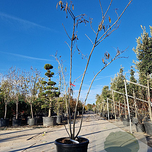 Albizia julibr. 'Summer Chocolate' 200-250 cm container meerstammig extra