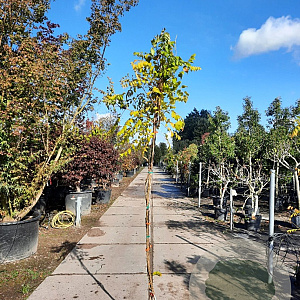 Campsis t. 'Mme Galen' 200-250 cm 7,5L