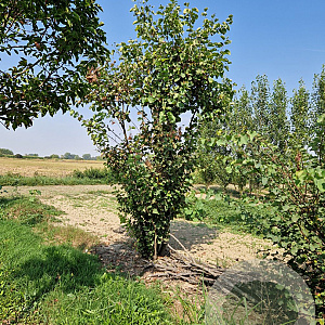 Cercis siliquastrum 250-300 cm draadkluit meerstammig 4 X verplant extra
