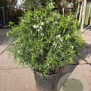 Choisya t. White Dazzler 60-80 cm container