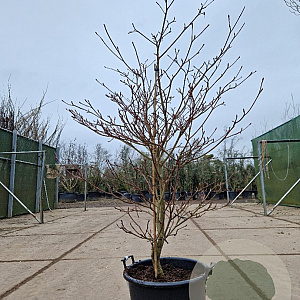 Cornus controversa 'Variegata' 150-175 cm container meerstammig