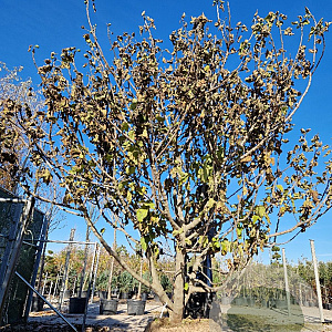 Ficus carica 350-400 cm draadkluit meerstammig bijenkorf