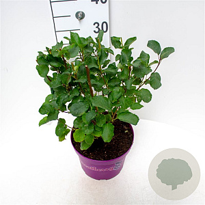 Amelanchier aln. Greatberry Garden 40-50 cm 5,0L