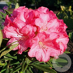 Rhododendron (AK) 'Anneke' 40 cm 5,0L