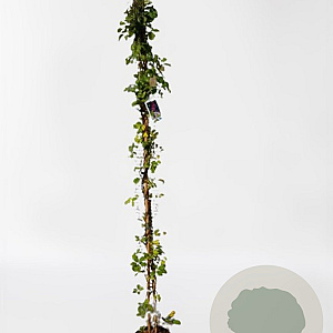 Akebia quinata 150-175 cm 5,0L