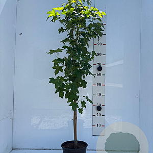 Liquidambar styraciflua 125-150 cm 5,0L