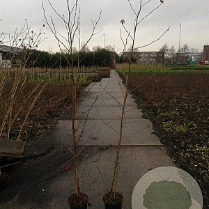 Liquidambar styraciflua 175-200 cm 5,0L