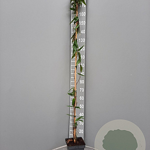 Lonicera henryi 150-175 cm 5,0L