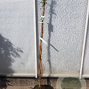 Lonicera periclymenum 150-175 cm 5,0L