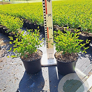 Syringa meyeri 'Palibin' 30-40 cm 3,0L