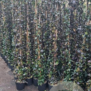 Trachelospermum jasminoides 150-175 cm 3,0L