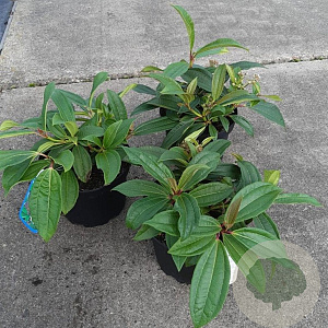 Viburnum davidii 20-25 cm 3,0L