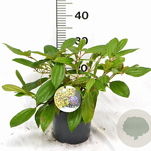 Viburnum davidii 30-40 cm 3,0L