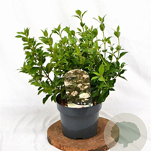 Viburnum tinus 30-40 cm 3,0L