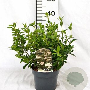 Viburnum tinus 30-40 cm 3,0L