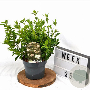 Viburnum tinus 30-40 cm 3,0L