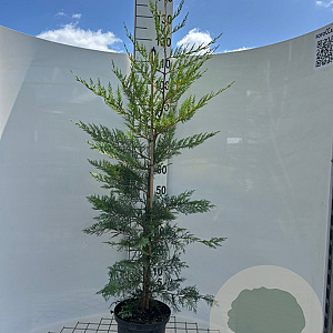 Cupressocyparis leylandii 100-125 cm 5,0L