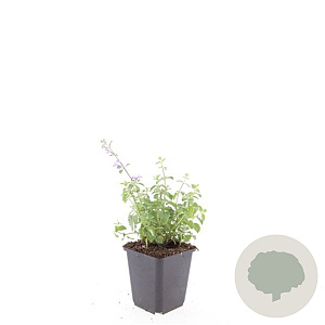 Nepeta faassenii 'Grol' GM P9