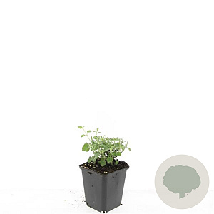 Nepeta faassenii 'Grol' GM P9