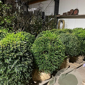 Taxus baccata 60-65 cm met kluit bol