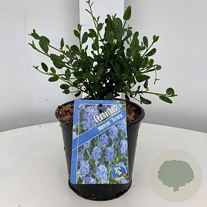 Ceanothus impressus 'Victoria' 25-30 cm 2,0L