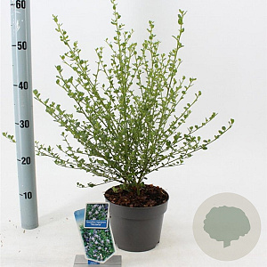 Ceanothus impressus 'Victoria' 25-30 cm 2,0L