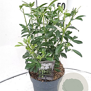 Choisya ternata 30-40 cm 5,0L