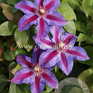 Clematis 'Akaishi' GM 2,0L leverbaar