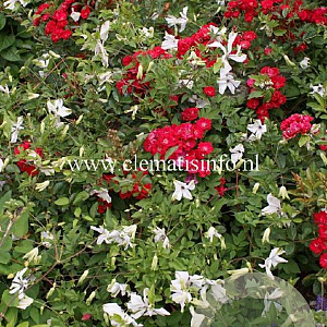 Clematis 'Alba Luxurians' GM 2,0L leverbaar