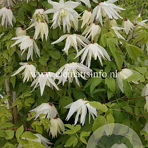 Clematis (A) 'Albina Plena' GM 2,0L leverbaar