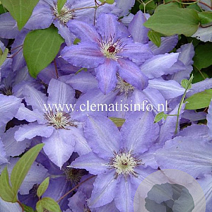 Clematis 'Alice Fisk' GM 2,0L leverbaar