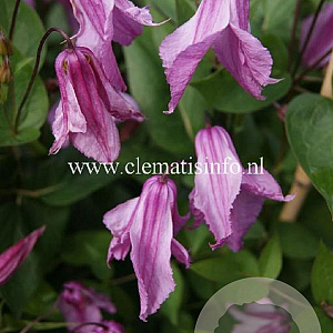 Clematis 'Aljonushka' GM 2,0L leverbaar