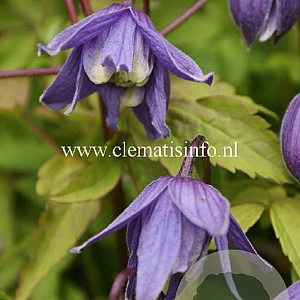Clematis alpina GM 2,0L leverbaar