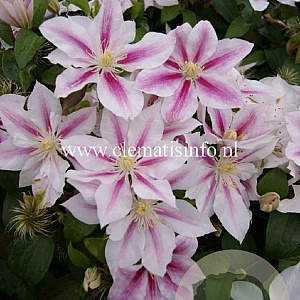 Clematis 'Andromeda' GM 2,0L leverbaar