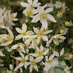 Clematis 'Anita' GM 2,0L leverbaar