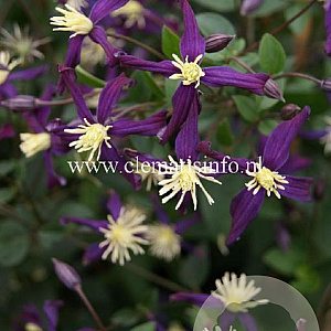 Clematis aromatica GM 2,0L leverbaar