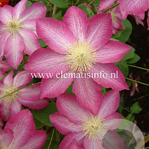 Clematis 'Asao' GM 2,0L leverbaar