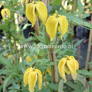 Clematis 'Aureolin' GM 2,0L leverbaar