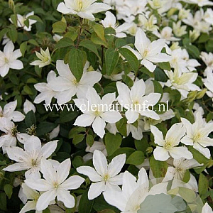 Clematis Baby Star GM 2,0L leverbaar