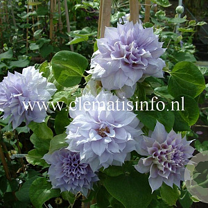Clematis 'Belle of Woking' GM 2,0L leverbaar