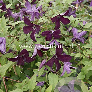 Clematis 'Black Prince' GM 2,0L leverbaar