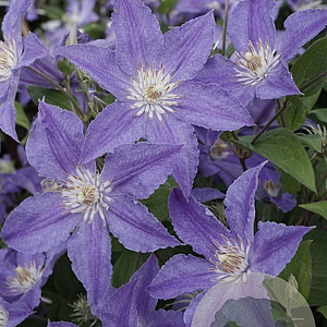 Clematis Blue Diamond GM 2,0L leverbaar