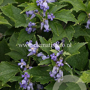Clematis 'Blue Dwarf' GM 2,0L leverbaar