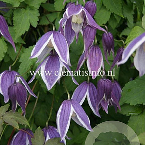 Clematis 'Blue Eclipse' GM 2,0L leverbaar