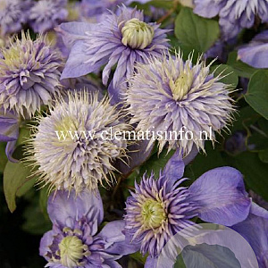 Clematis 'Blue Light' GM 2,0L leverbaar