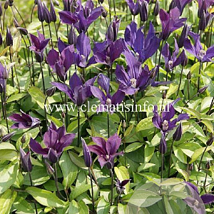 Clematis Blue Ocean GM 2,0L leverbaar